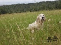 Setter Anglais COWBOY DE ABEL ET CAÏNS Setter Anglais COWBOY DE ABEL ET CAÏNS